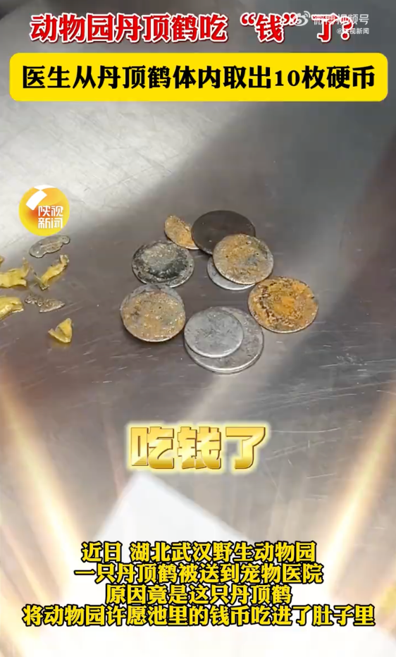 动物园丹顶鹤吃下许愿池10枚硬币是怎么回事？详情介绍