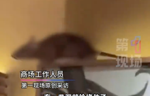 商场回应餐厅天花板上老鼠乱窜:已闭店整改进行消杀