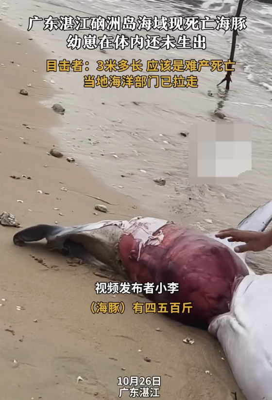 湛江海滩现难产死亡海豚是怎么回事?详情介绍 湛江海滩现难产死亡海豚是怎么回事?详情介绍