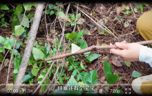 采蘑菇打野爆筐乱象是怎么回事？详情介绍