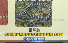 男孩被毒蛇咬伤发病前妈妈曾梦到蛇是怎么回事？详细介绍