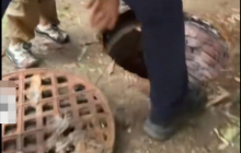 武汉一男童踩翻井盖坠下水道被父亲救起是怎么回事?详情介绍