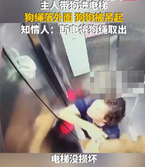 狗繩被夾泰迪懸吊電梯是怎么回事？詳情介紹 - php中文網(wǎng)