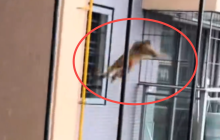 南宁一小区有猴子闯入物业称正抓捕是怎么回事？详情介绍