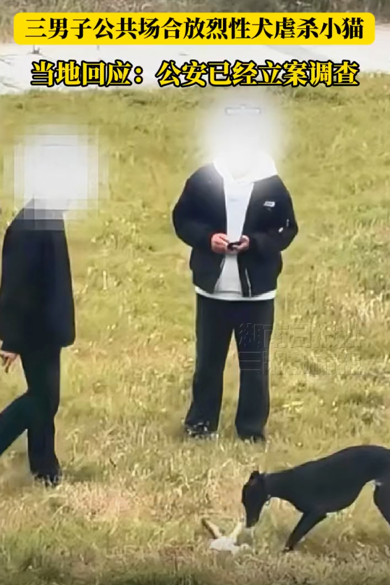3男子在公共场合放烈性犬虐杀小猫 当地公安:已经立案调查 - php中文网