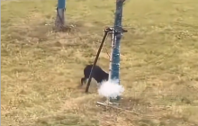 当地回应3男子纵犬虐猫事件:蚌埠公安已对纵烈犬虐猫事件立案