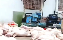 广东某食品公司出现大量死猪 当地回应：已介入调查，未流入市场