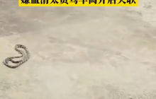 湖南59岁网红直播捕蛇被咬 拒绝治疗后失联 警方：已通知家属，仍在搜救中