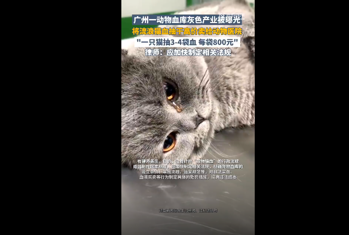 广州一动物血库灰色的产业被曝光 律师：应加快制定相关法规 - php中文网