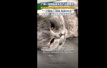 广州一动物血库灰色的产业被曝光 律师：应加快制定相关法规