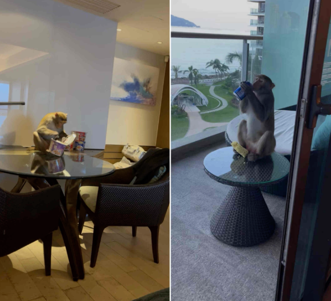 三亚一五星级酒店遭猕猴“洗劫”，住客：海景房秒变“猴景房”