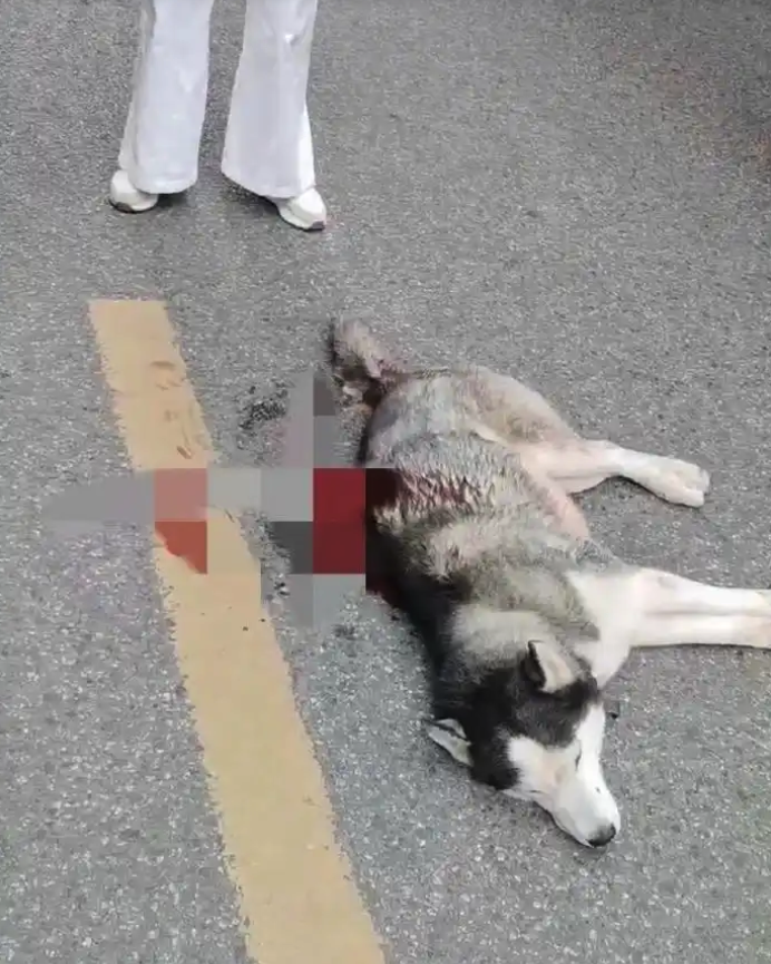 哈士奇因在店门口撒尿被老板砍伤，后被安乐 死，官方回应来了