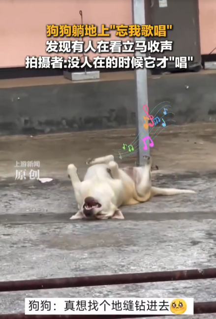 狗狗“开演唱会”正嗨,发现被偷拍后秒变“社恐”:大型“社死”现场