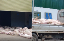 广东一食品企业惊现大量死猪,警方介入负责人被控