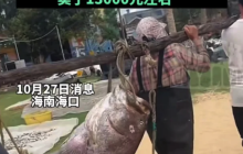 口渔民捕获160斤罕见“石斑王”，卖出一万三千元