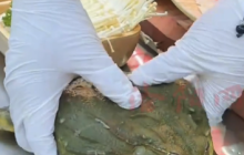 女子带宠物蛙吃火锅，服务员误当食材险些“加菜”