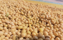 大豆新用途：清华团队成功研发出环保型固态电池电解质，安全且环保