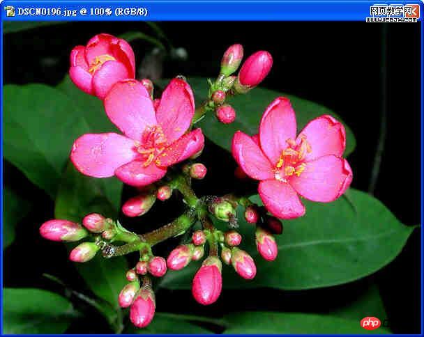 Photoshop 滤镜实现油画效果图片