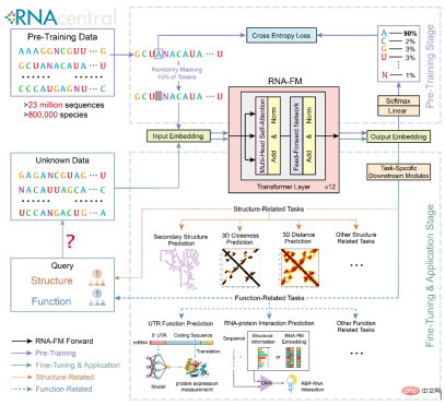 Open source! Hong Kong Chinese, MIT, and Fudan propose the first RNA cornerstone model Open source! Hong Kong Chinese, MIT, and Fudan propose the first RNA cornerstone model