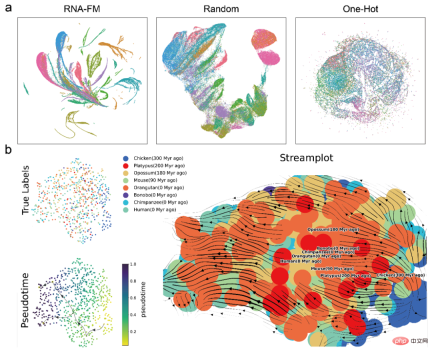Open source! Hong Kong Chinese, MIT, and Fudan propose the first RNA cornerstone model Open source! Hong Kong Chinese, MIT, and Fudan propose the first RNA cornerstone model