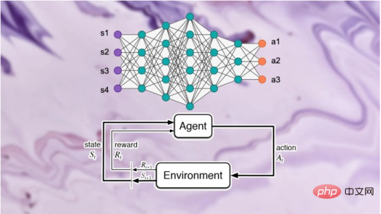 研究表明强化学习模型容易受到成员推理攻击