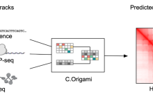基因组构象预测模型与高通量计算遗传筛选方法的探究与应用