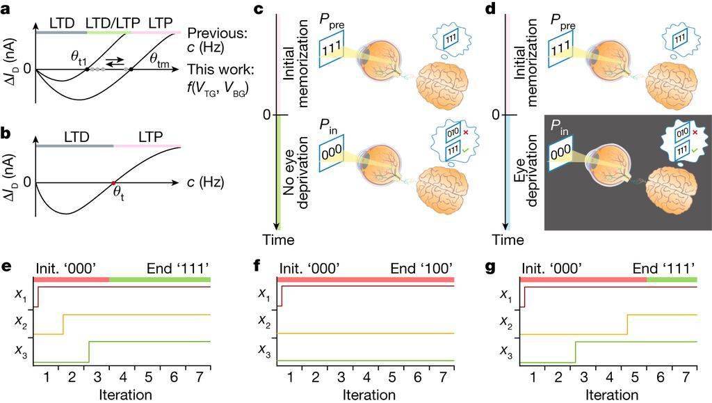 室温下像人脑一样思考,AI 晶体管问世:可同时处理和存储信息