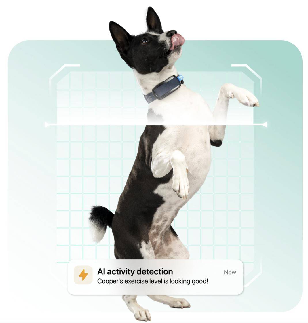 Minitailz 智能宠物追踪器亮相：AI 猫狗健康、实时位置监测