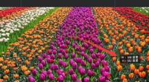 How to cut pictures in ps-picture cutting tutorial in ps