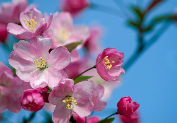 蚂蚁庄园3月20日：春分是踏青的好时节此时正值以下哪种花卉绽放