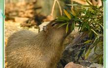 卡皮巴拉特写照片公开！《阴阳师》野生动物守护计划正在进行中