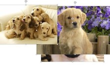 PPT怎么实现图片滚动_几个操作搞定