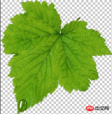 Photoshop设计制作出花瓣上滚动的水珠效果教程