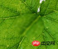 Photoshop设计制作出花瓣上滚动的水珠效果教程