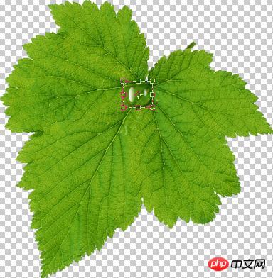 Photoshop设计制作出花瓣上滚动的水珠效果教程