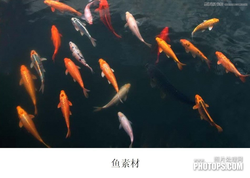 教你用Photoshop把废弃的荷花图制作戏鱼图封面