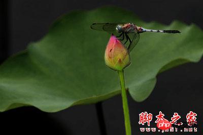 Photoshop制作唯美雨景动画