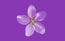 Photoshop设计制作逼真漂亮的白色透明兰花花朵