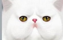 ps设计制作逼真的可爱白色猫咪