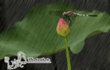 Photoshop制作唯美雨景动画