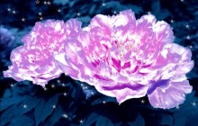 photoshop制作水晶牡丹教程