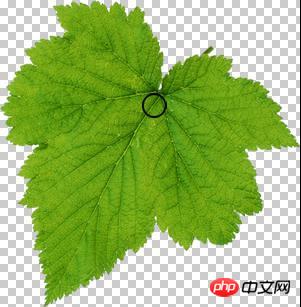 Photoshop设计制作出花瓣上滚动的水珠效果教程