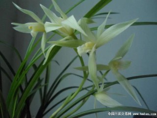 Summary of related usage of inline elements