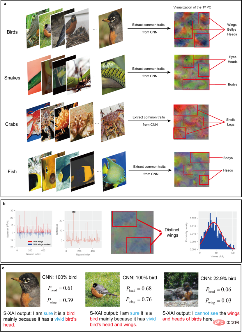 Why a cat? Explainable AI understands the recognition mechanism of CNN from a semantic level