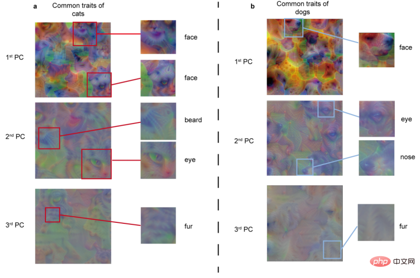 Why a cat? Explainable AI understands the recognition mechanism of CNN from a semantic level