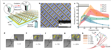 Cilia can also be used as chips! A work by a Chinese doctoral student from Cornell appears on the cover of Nature
