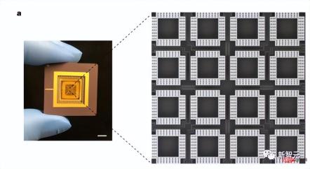 Cilia can also be used as chips! A work by a Chinese doctoral student from Cornell appears on the cover of Nature