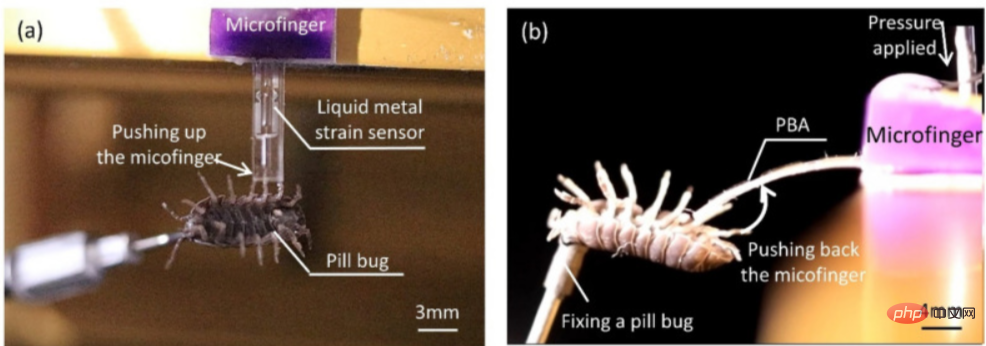 Japanische Wissenschaftler entwickeln den kleinsten mechanischen Finger der Geschichte, der Insekten kitzeln und die Berührung ihres Bauches spüren kann