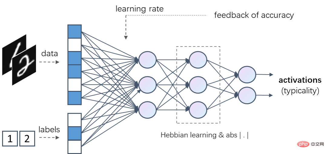 脳にヒントを得た AI モデル: 活性化学習、困難な逆伝播