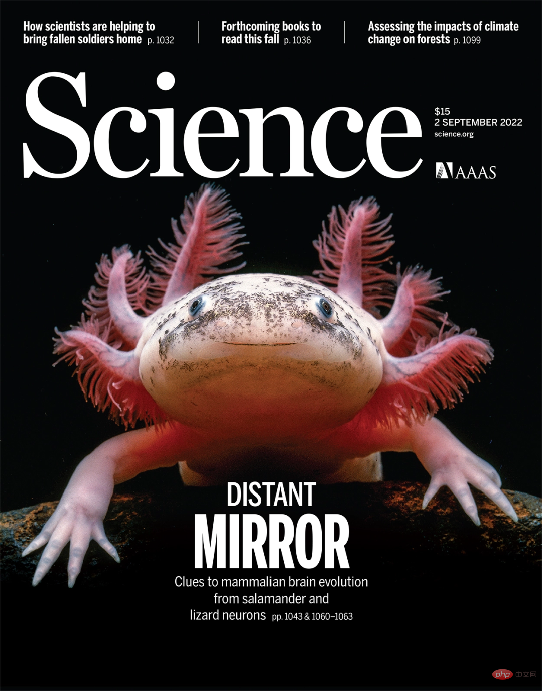 Sciences big cover: Chinese team releases the worlds first brain regeneration map!